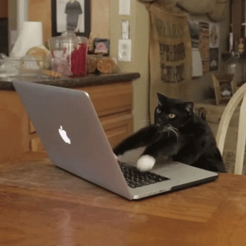 cat working gif